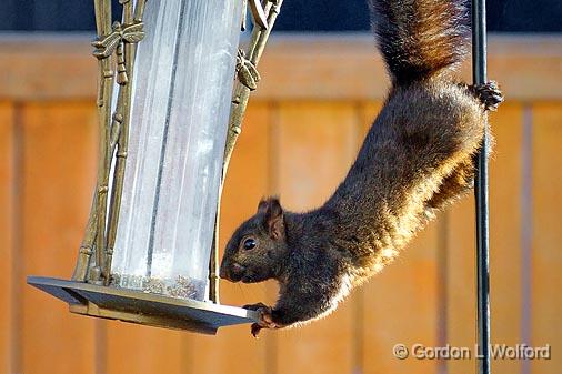 Squirrel Feeder_52857.jpg - Photographed at Ottawa, Ontario - the capital of Canada.